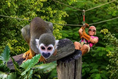 Monkeyland & Zipline Adventure