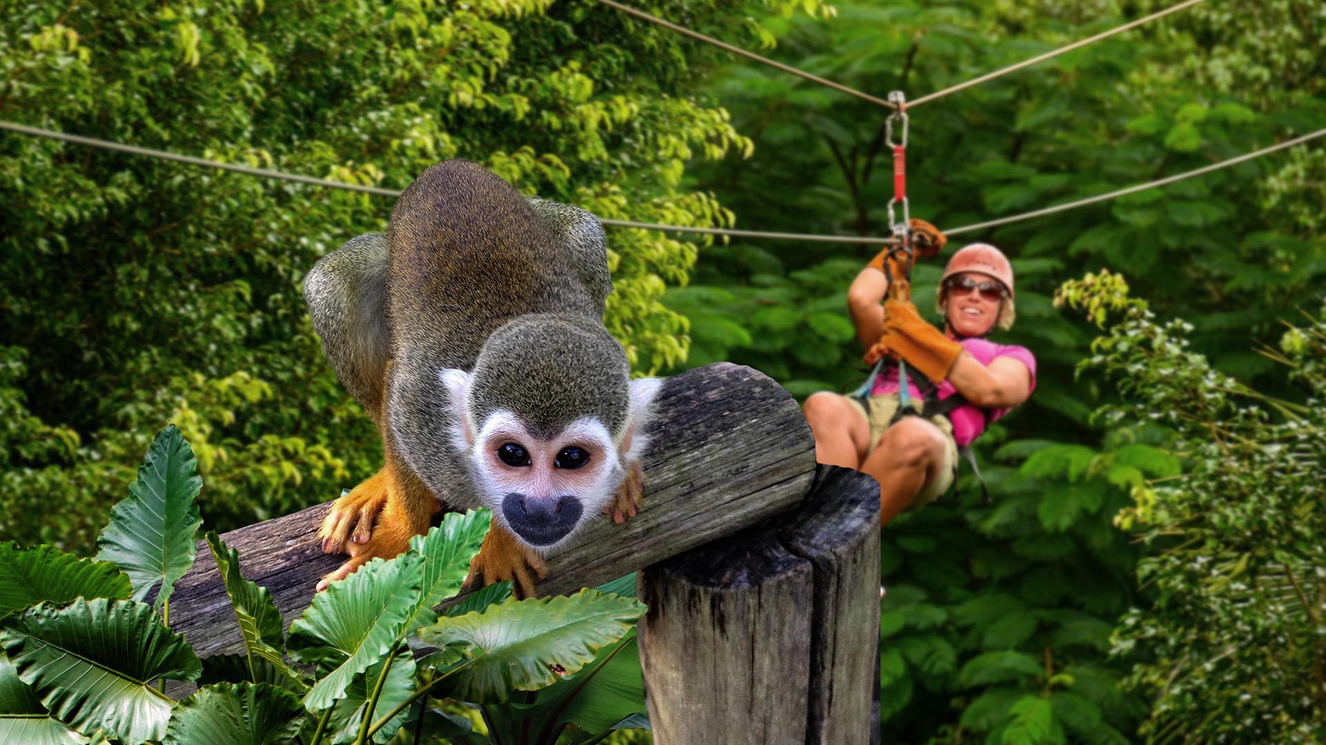 monkey tour in punta cana
