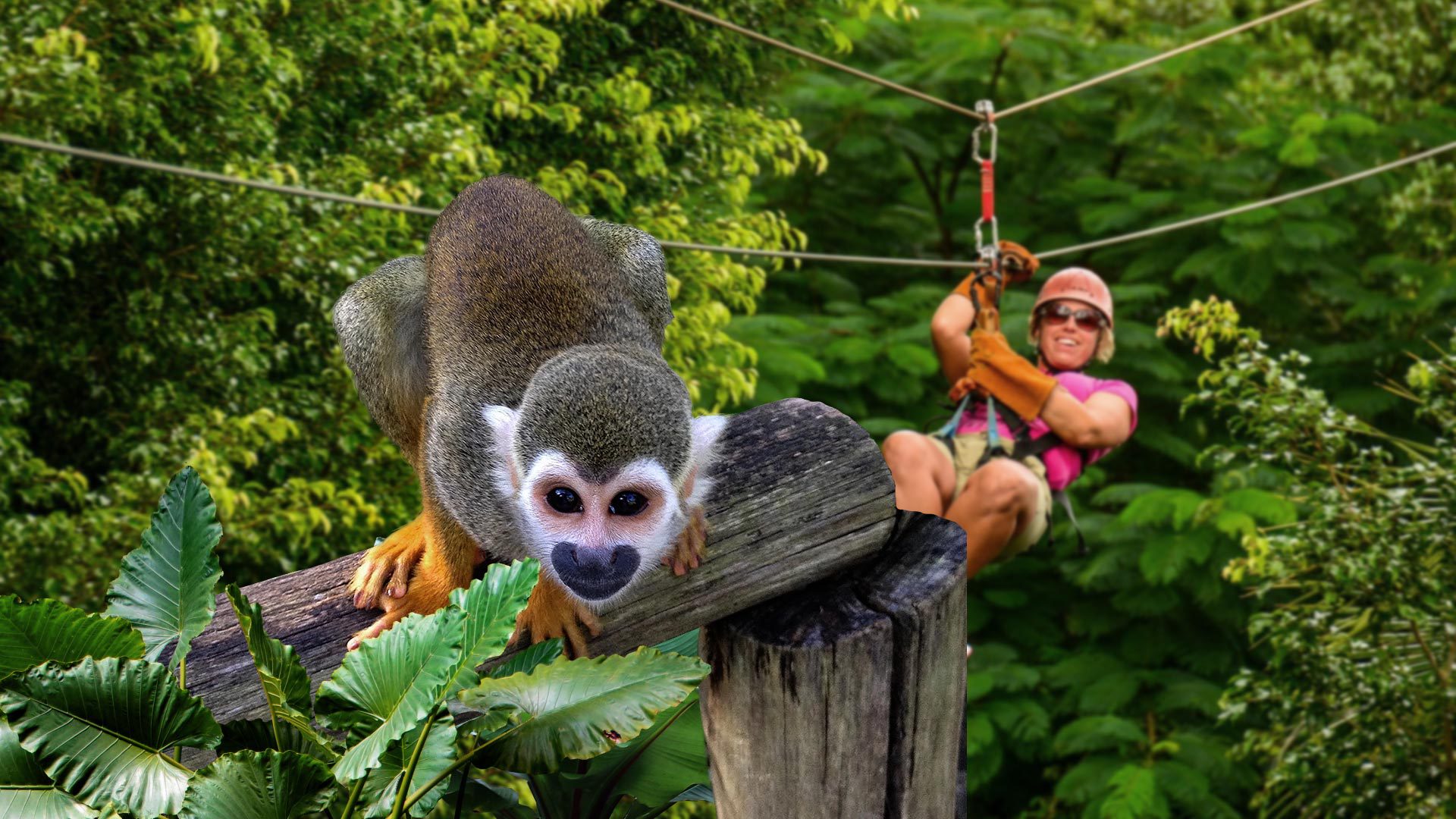 monkey land tour punta cana