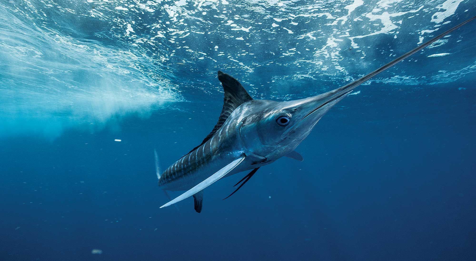 Punta Cana Sea Fishing Tour - TravelSearch Guru