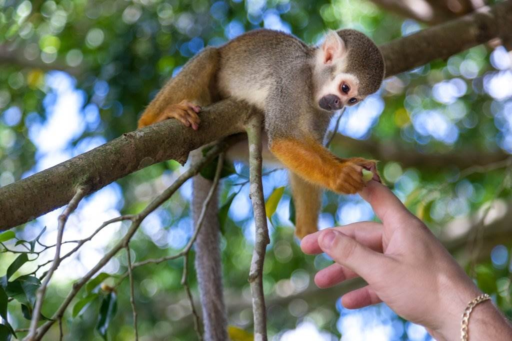 Monkey Reserve in Dominican Republic