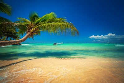 Palmtree and tropical beach of Saona Island. Exotic island Saona in Caribbean sea, Dominican Republic