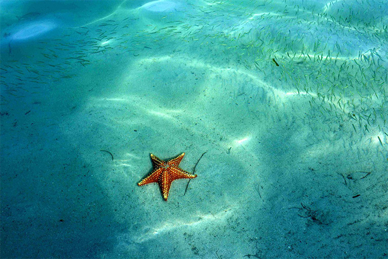 Is Saona Island Worth It: Why a Saona Island Excursion Needs to Be On Your Itinerary 2 Island Paradise: Why a Saona Island Excursion Needs to Be On Your Itinerary - TravelSearch Guru
